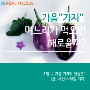 [푸드카드]가을 가지는 정말 며느리가 먹으면 해로울까?