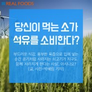 [Go Green] 당신이 먹는 소가 석유를 소비한다?