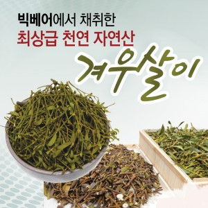 겨우살이 (5LB)